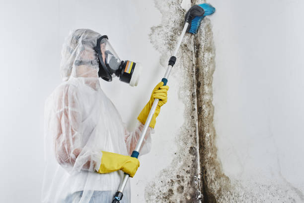 Professional Mold Removal in Closter, NJ