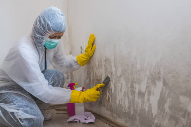 Best Toxic Mold Removal  in Closter, NJ