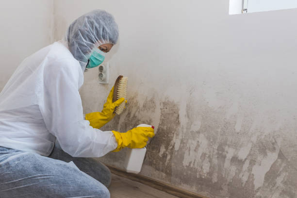 Best Black Mold Removal  in Closter, NJ