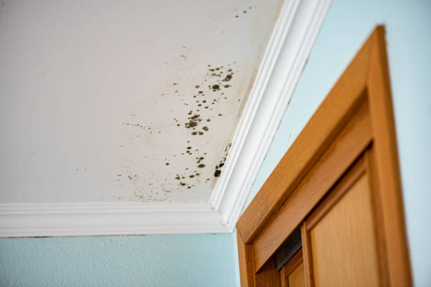 Best Home Mold Removal  in Closter, NJ