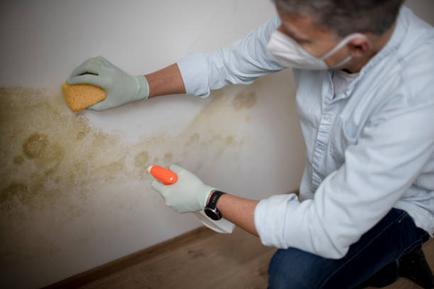 Best Emergency Mold Removal  in Closter, NJ