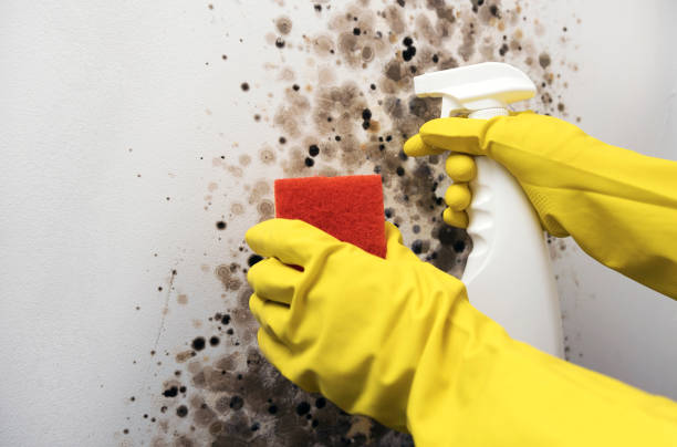 Best Crawl Space Mold Removal  in Closter, NJ