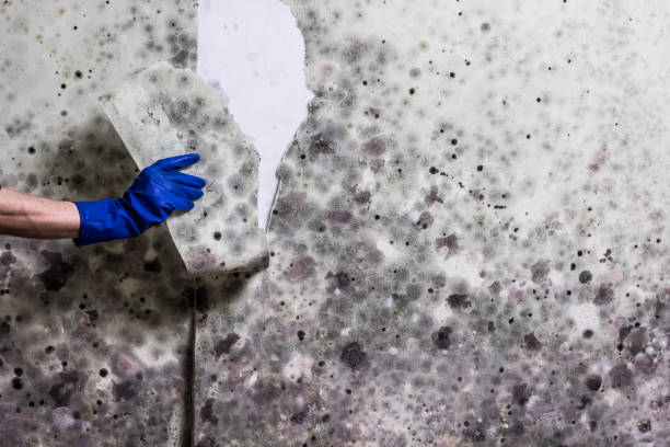 Best Mold Testing  in Closter, NJ